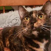 Thumbnail photo of Pixie (Courtesy Post) #3