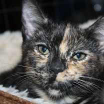 Thumbnail photo of Pixie (Courtesy Post) #4