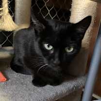 Thumbnail photo of BINKY #4