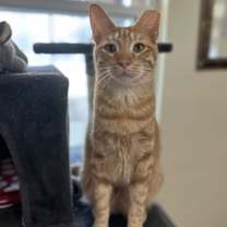Thumbnail photo of Newton #3