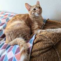 Thumbnail photo of Newton #4