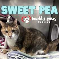 Thumbnail photo of Sweet Pea #2