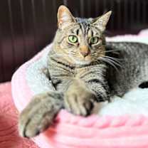 Thumbnail photo of Sir Isaac Mewton #1