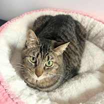 Thumbnail photo of Sir Isaac Mewton #2