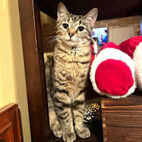 Thumbnail photo of Mickey #2