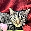 Thumbnail photo of Pepper #3