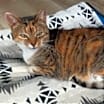 Thumbnail photo of Ginger (Bahamas) #2