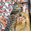 Thumbnail photo of Sparrow #1