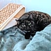 Thumbnail photo of Pepper #2