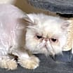 Thumbnail photo of Whitey #2