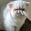 Thumbnail photo of Whitey #3