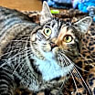 Thumbnail photo of Mimi (Minnie) #2