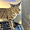 Thumbnail photo of Cyclone #1
