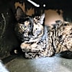 Thumbnail photo of Gigi #1
