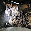 Thumbnail photo of Gigi #2