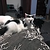 Thumbnail photo of 1 spot/2 spot bonded pair #4