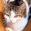 Thumbnail photo of Callie Mae #2