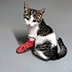 Thumbnail photo of Callie Mae #3