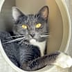Thumbnail photo of Abba (bonded to Bjork) #1