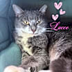 Thumbnail photo of Lusee #1