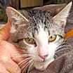 Thumbnail photo of ANGEL #1
