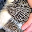 Thumbnail photo of ANGEL #2