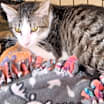 Thumbnail photo of ANGEL #3