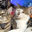 Thumbnail photo of Thunder (bonded with Broccoli) #1