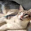 Thumbnail photo of Theodore #1