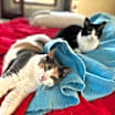 Thumbnail photo of Patty Poe bonded w Lucy #1