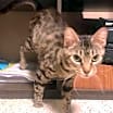 Thumbnail photo of Mouse #1