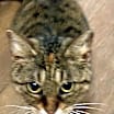 Thumbnail photo of TabbyCat #1