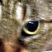 Thumbnail photo of TabbyCat #2