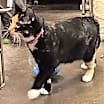 Thumbnail photo of Cleo (momma) #4
