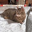 Thumbnail photo of Lexi - LH #2