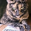 Thumbnail photo of Annabelle #4