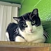 Thumbnail photo of Sugar Plum #3