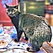 Thumbnail photo of Très #1