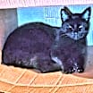 Thumbnail photo of Très #2