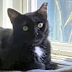 Thumbnail photo of Speckles #1
