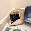 Thumbnail photo of Speckles #2