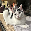 Thumbnail photo of Sugar #4