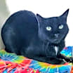Thumbnail photo of Buster AKA Stringer #1