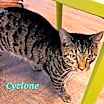 Thumbnail photo of Cyclone #2