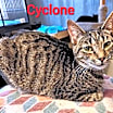 Thumbnail photo of Cyclone #3