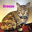 Thumbnail photo of Breeze #1