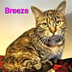 Thumbnail photo of Breeze #2