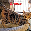 Thumbnail photo of Breeze #3