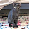 Thumbnail photo of Hacker #2