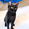 Thumbnail photo of Hacker #4